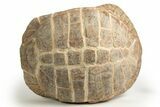 Colorful Fossil Tortoise (Stylemys) - South Dakota #316911-2